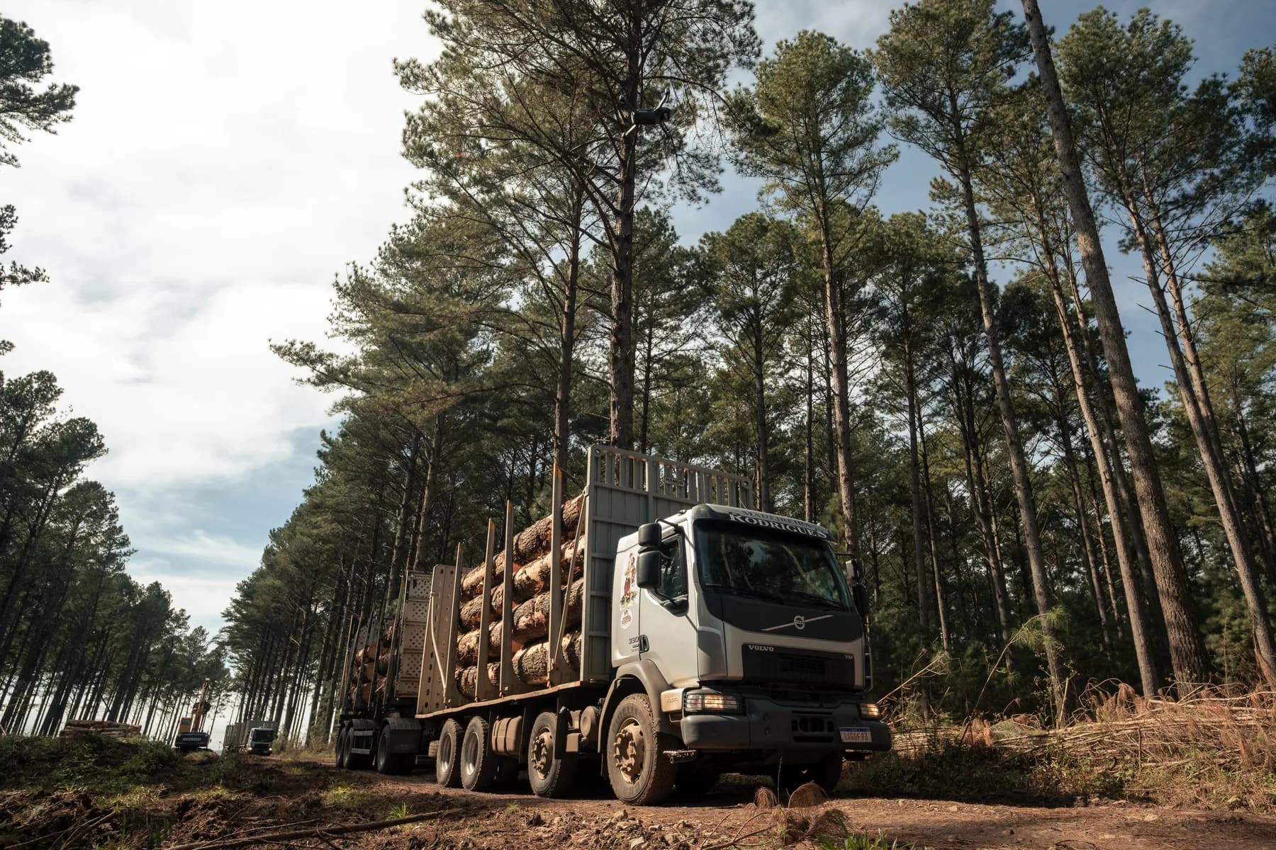 Caminhão da Madeiras Rodrigues carregado de toras de pinus numa estrada de terra, entre fileiras de pinus adultos