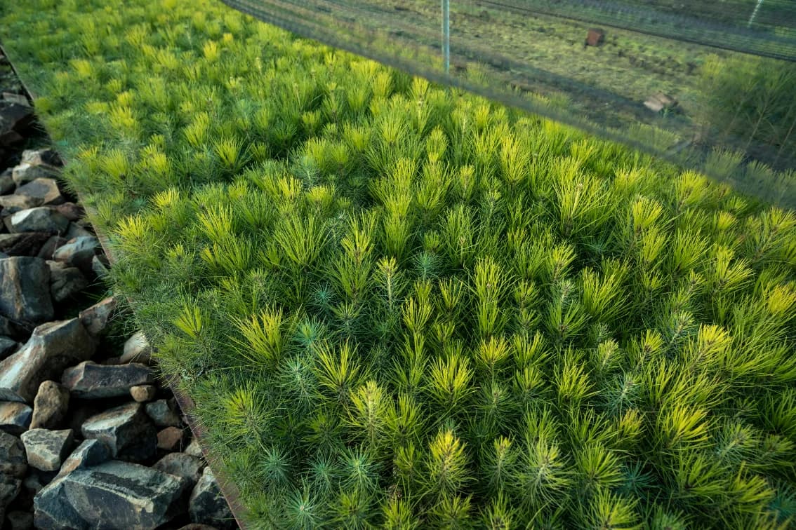 Mudas de pinus enfileiradas em viveiro, prontas para o plantio