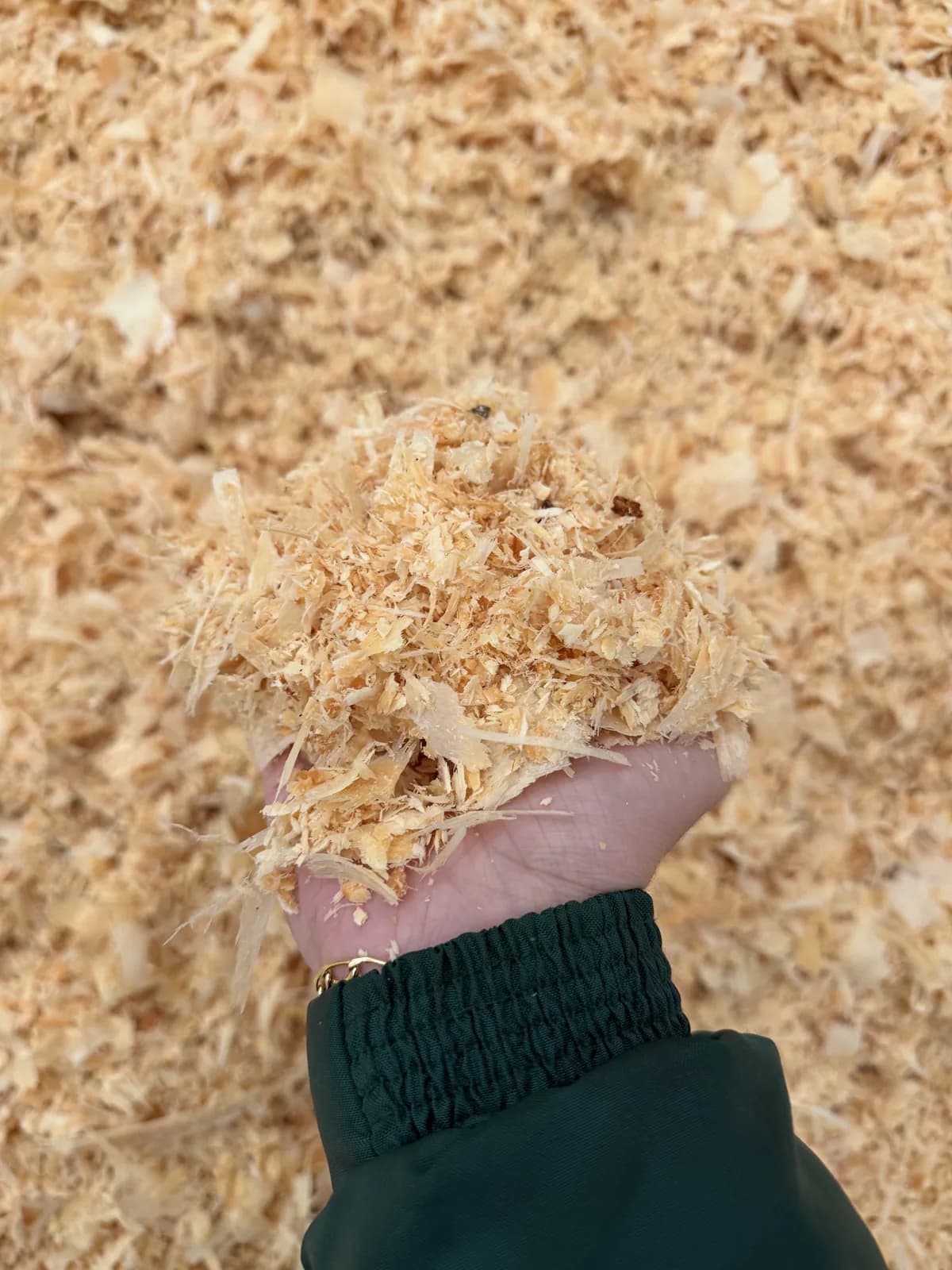 Mão segurando um punhado de maravalha de pinus sobre o monte a granel